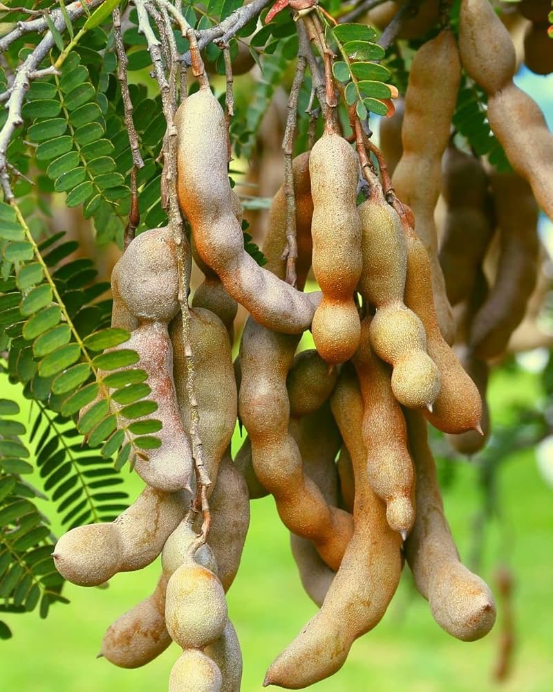 Desi Aambli / Indian Tamarind (દેશી આમલી)